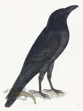 Rudbeck 015 Raven 18x24